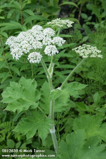 Heracleum maximum