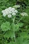 Cow Parsnip