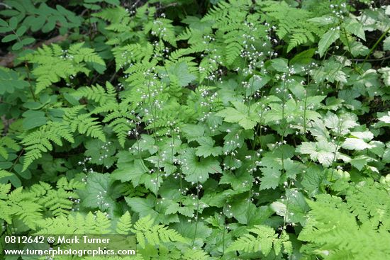 Tiarella trifoliata; Gymnocarpium disjunctum