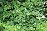 Tiarella (Foamflower) among Oak Ferns