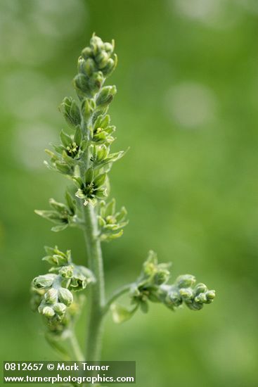 Veratrum viride