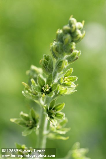 Veratrum viride