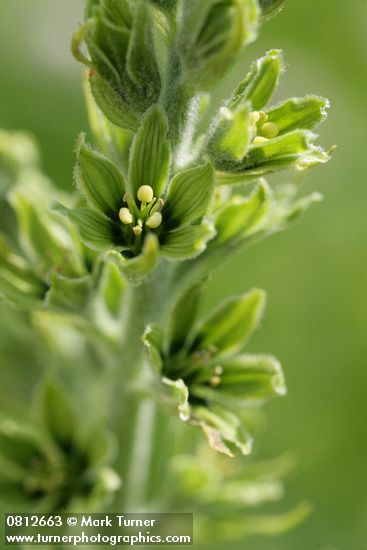 Veratrum viride
