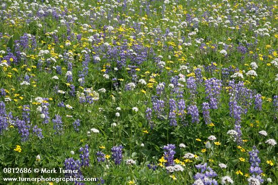 Lupinus latifolius; Polygonum bistortoides; Valeriana sitchensis; Arnica latifolia