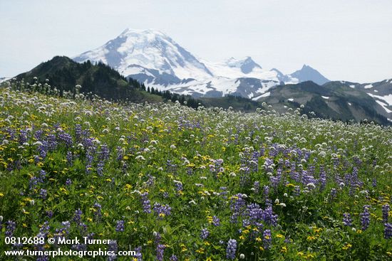 Lupinus latifolius; Polygonum bistortoides; Valeriana sitchensis; Arnica latifolia
