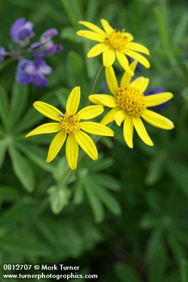 Arnica latifolia