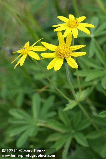 Arnica latifolia