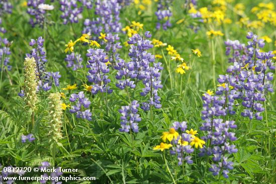 Lupinus latifolius; Pedicularis bracteosa; Arnica latifolia