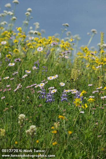 Erigeron peregrinus; Lupinus latifolius