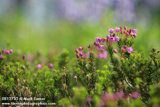 Phyllodoce empetriformis
