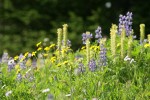 Mountain Arnica, Broadleaf Lupines w/ Bracted Lousewort soft bkgnd