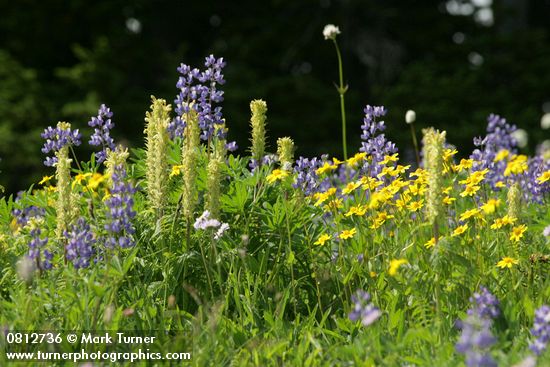 Arnica latifolia; Lupinus latifolius; Pedicularis bracteosa
