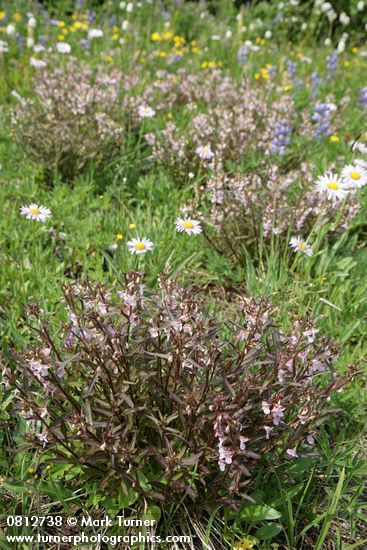 Pedicularis racemosa