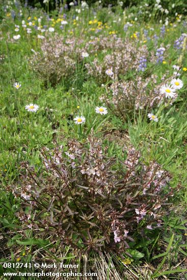 Pedicularis racemosa