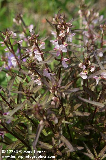 Pedicularis racemosa