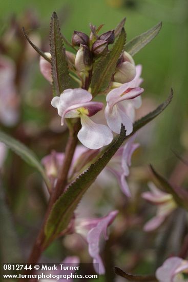 Pedicularis racemosa