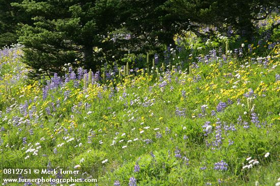 Erigeron peregrinus; Arnica latifolia; Lupinus latifolius; Pedicularis bracteosa