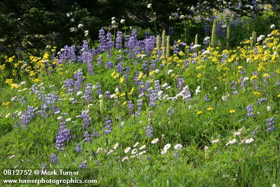 Erigeron peregrinus; Arnica latifolia; Lupinus latifolius; Pedicularis bracteosa