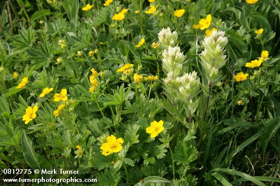 Castilleja parviflora; Potentilla flabellifolia