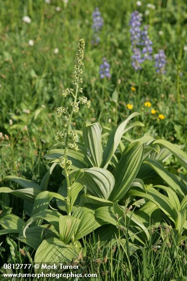 Veratrum viride