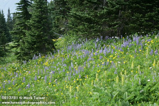 Arnica latifolia; Lupinus latifolius; Pedicularis bracteosa