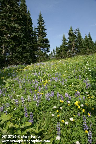 Arnica latifolia; Lupinus latifolius; Valeriana sitchensis