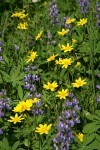 Mountain Arnica w/ Broadleaf Lupines
