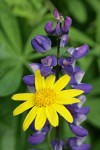 Mountain Arnica & Broadleaf Lupine blossoms detail
