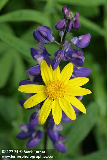 Arnica latifolia; Lupinus latifolius