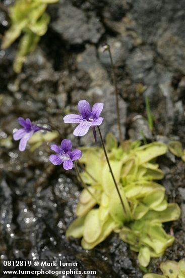 Pinguicula vulgaris
