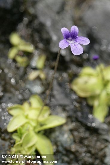 Pinguicula vulgaris