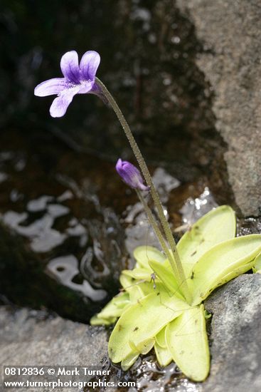 Pinguicula vulgaris