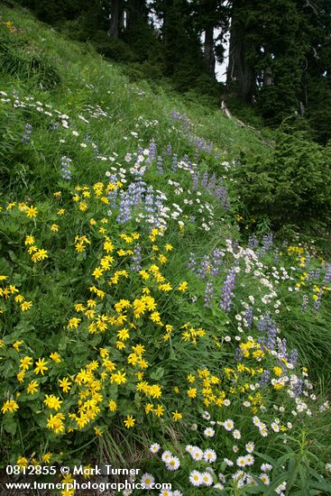 Arnica latifolia; Lupinus latifolius; Erigeron peregrinus