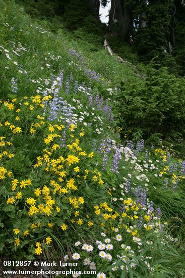 Arnica latifolia; Lupinus latifolius; Erigeron peregrinus