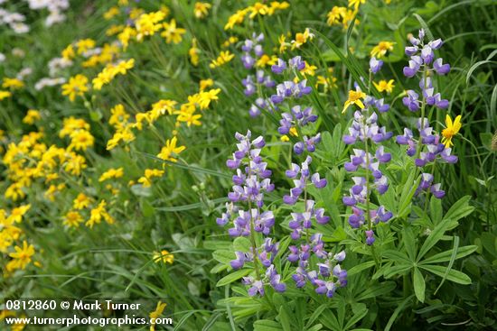 Lupinus latifolius; Arnica latifolia