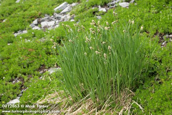 Carex nigricans