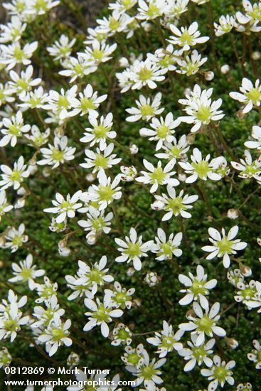 Saxifraga tolmiei