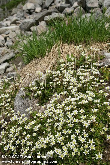 Saxifraga tolmiei