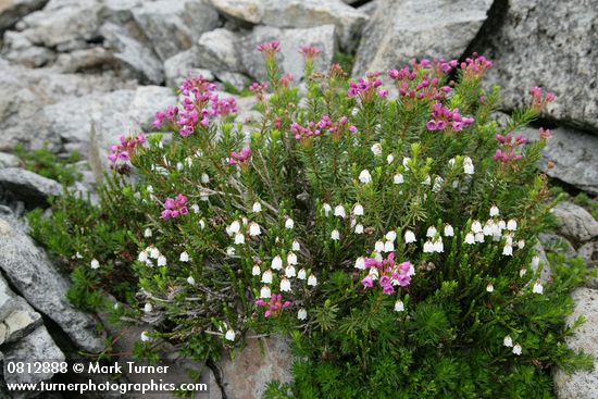 Cassiope mertensiana; Phyllodoce empetriformis