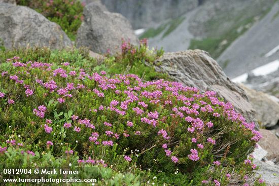 Phyllodoce empetriformis