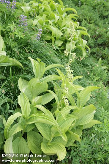 Veratrum viride