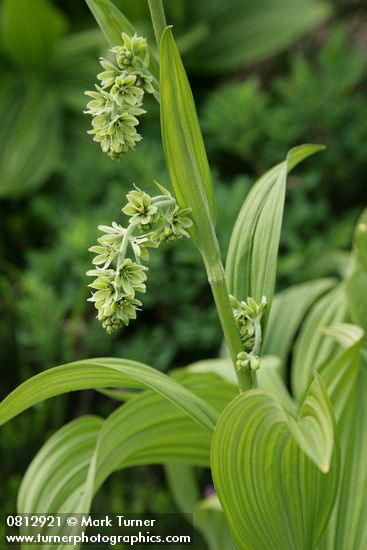 Veratrum viride