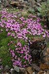 Moss Campion