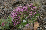 Moss Campion