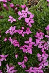 Moss Campion blossoms & foliage detail