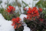 Cliff Paintbrush w/ melting late summer snow