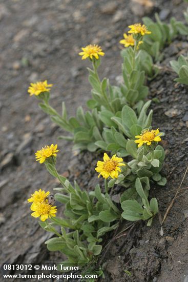 Tonestus lyallii (Haplopappus lyallii)