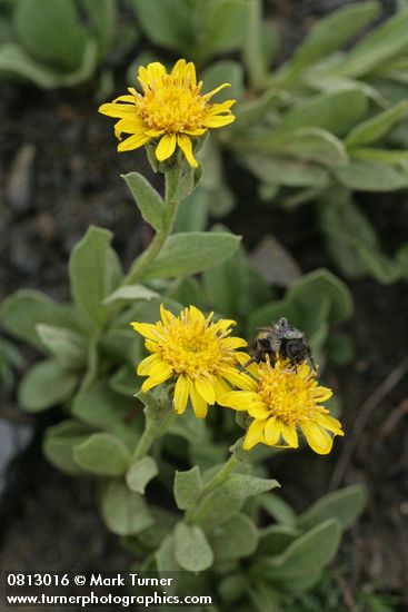 Tonestus lyallii (Haplopappus lyallii)
