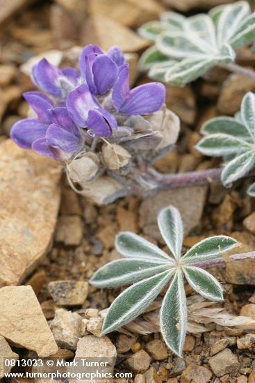 Lupinus lepidus var. lobbii