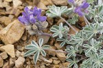 Dwarf Lupine blossoms & foliage